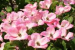 cornus florida cherokee chief 1