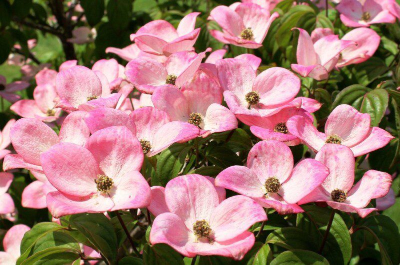 cornus florida cherokee chief 1 cornus florida cherokee chief 1