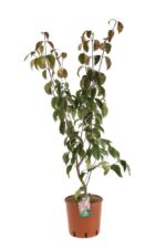 cornus florida cherokee chief