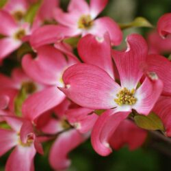 cornus florida cherokee sunset 1