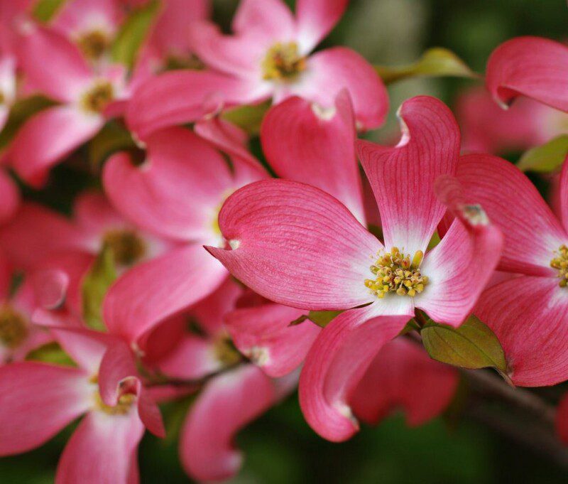 cornus florida cherokee sunset 1 cornus florida cherokee sunset 1