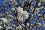 cornus florida double white 1