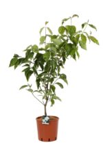 cornus florida double white