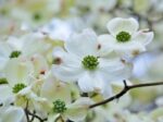 cornus florida rainbow 1