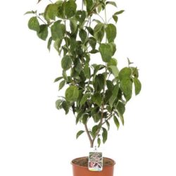 cornus florida rubra 1