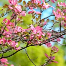 cornus florida rubra 2