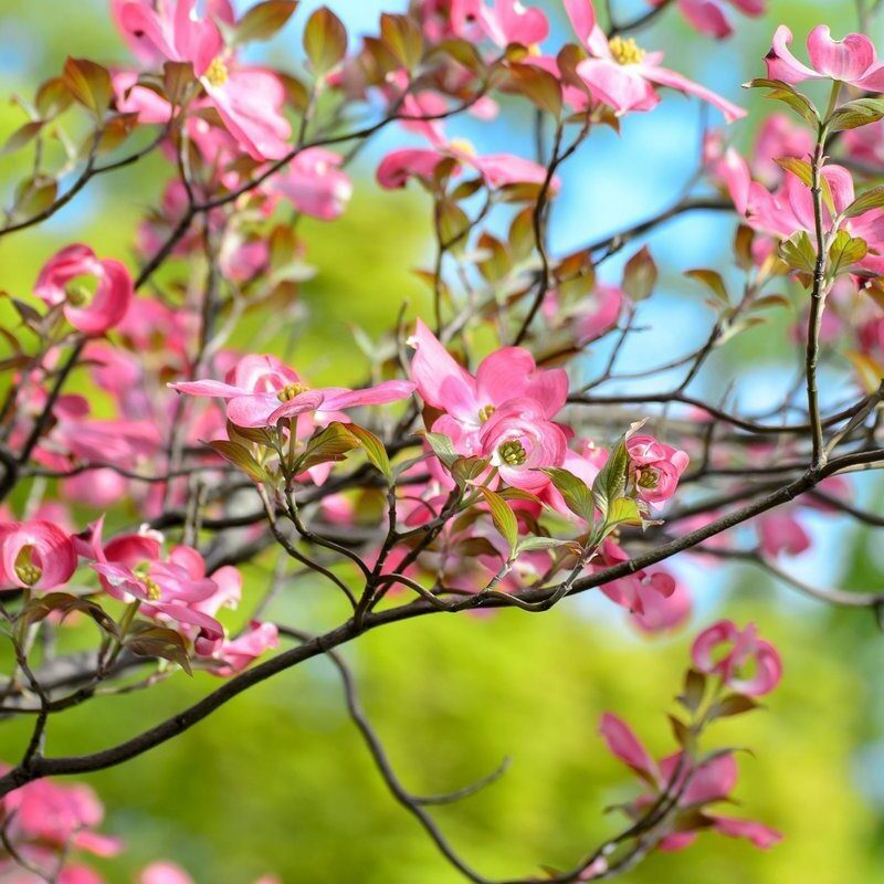 cornus florida rubra 2 cornus florida rubra 2