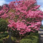 cornus florida rubra