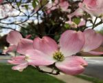 cornus florida sunset 1