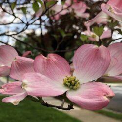 cornus florida sunset 1