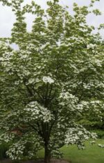 cornus kousa china girl 1
