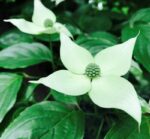cornus kousa china girl 2