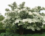 cornus kousa milky way