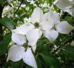 cornus kousa milky way 2