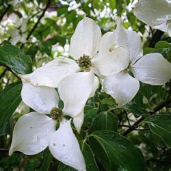 cornus kousa milky way 2
