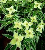 cornus kousa re tivano 1