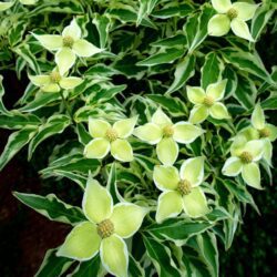 cornus kousa re tivano 1