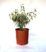 cornus kousa re tivano
