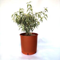 cornus kousa re tivano