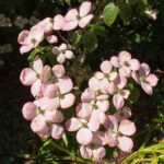 cornus kousa rutgan stellar pink