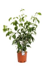 cornus kousa rutgan stellar pink 2