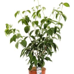 cornus kousa rutgan stellar pink 2