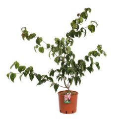 cornus kousa satomy 1