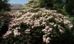 cornus kousa satomy