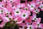 cornus kousa satomy 2