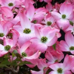 cornus kousa satomy 2