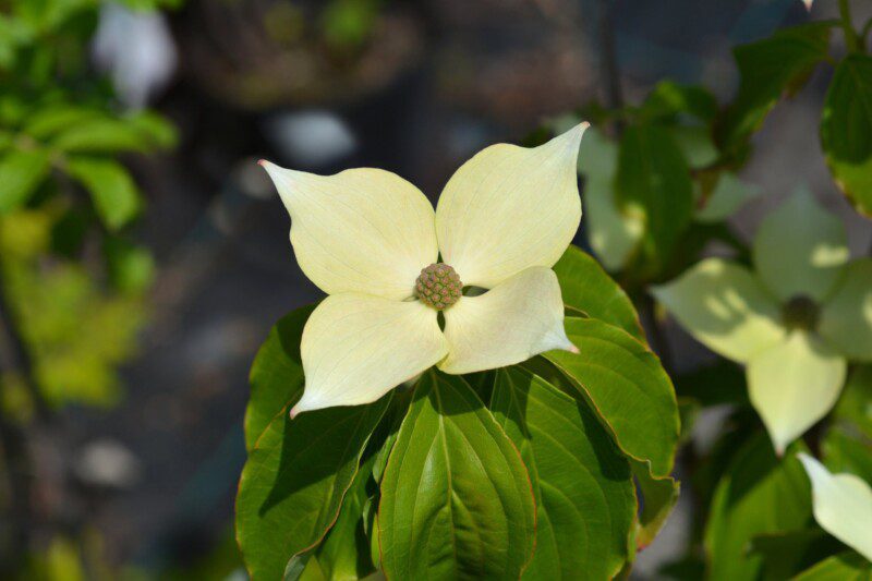 cornus kousa teutonia 1 cornus kousa teutonia 1