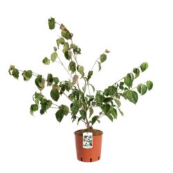 cornus kousa teutonia