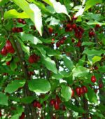 cornus mas corniolo 1