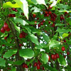 cornus mas corniolo 1