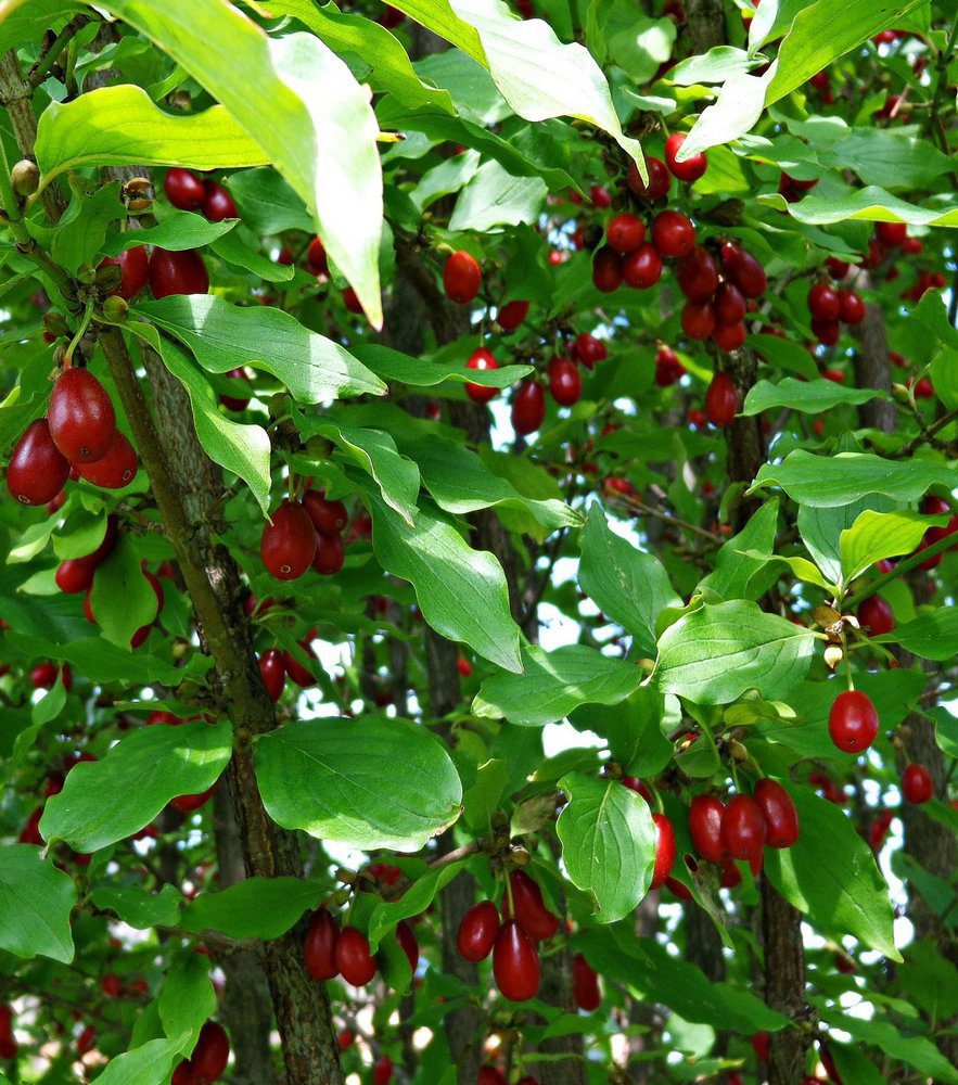 cornus mas corniolo 1 cornus mas corniolo 1