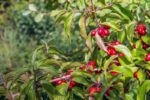 cornus mas jolico corniolo innesto