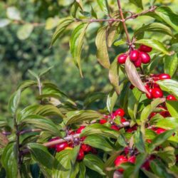 cornus mas jolico corniolo innesto