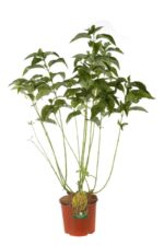 cornus stolonifera flaviramea 1