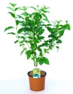 cornus stolonifera flaviramea