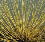 cornus stolonifera flaviramea 2