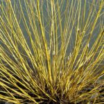 cornus stolonifera flaviramea 2