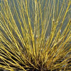 cornus stolonifera flaviramea 2