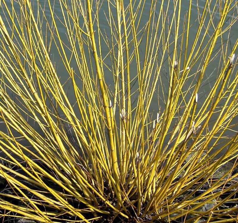 cornus stolonifera flaviramea 2 cornus stolonifera flaviramea 2