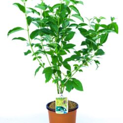 cornus stolonifera flaviramea