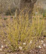 cornus stolonifera flaviramea 4