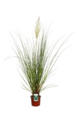 cortaderia selloana erba della pampas 2