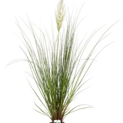 cortaderia selloana erba della pampas 2