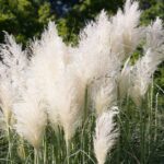 cortaderia selloana erba della pampas 3