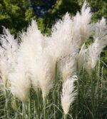 cortaderia selloana erba della pampas 3