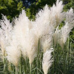cortaderia selloana erba della pampas 3